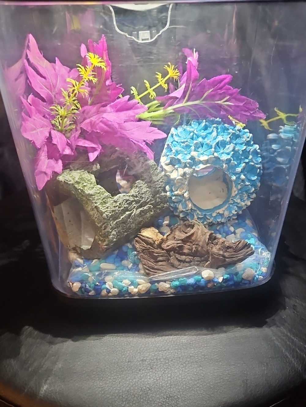 1.4 Gallon Desktop Fish Tank Starter Kit - 100% Turnkey Setup
